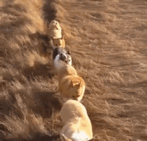 幽默搞笑段子:人是个好人,就是长的丑了点