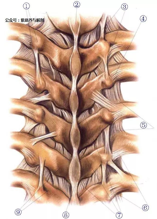 1,横突 2,棘突  9,椎弓板 可参阅脊柱部分