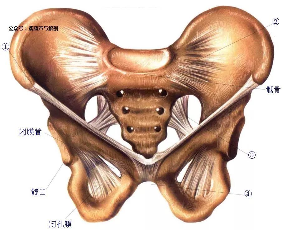掌握全身关节解剖,只需此一篇