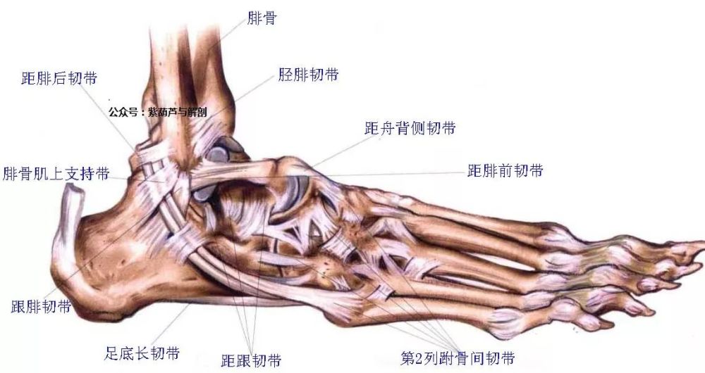 掌握全身关节解剖,只需此一篇