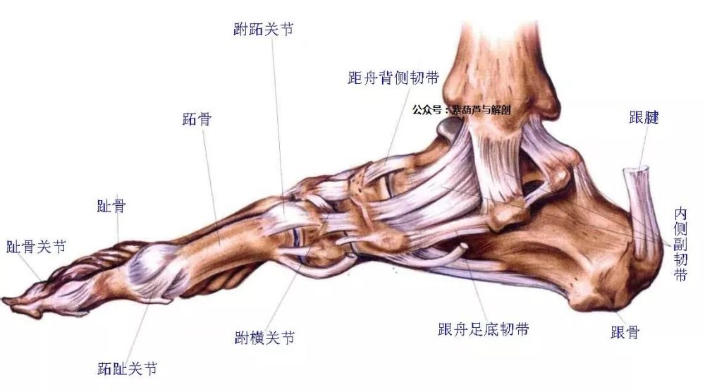 踝关节使小腿与足相连结,关节嚢附着于各关节面的周围,同时有许多韧带