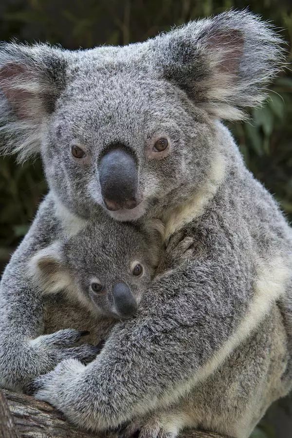 koala mother holding her joey 考拉妈妈抱着她的宝宝