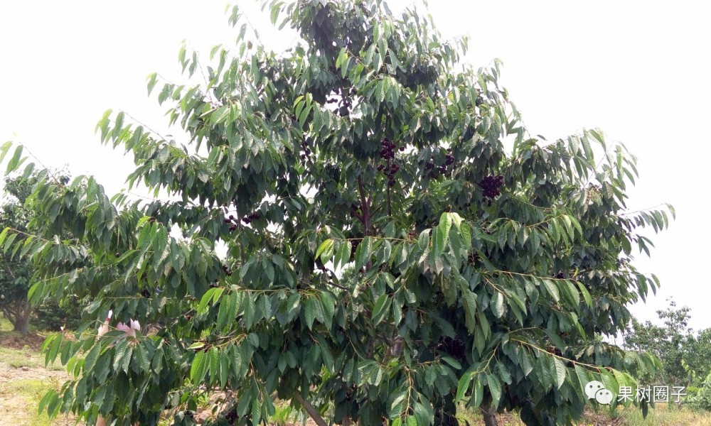 俄罗斯8号樱桃温室大棚栽培技术要点