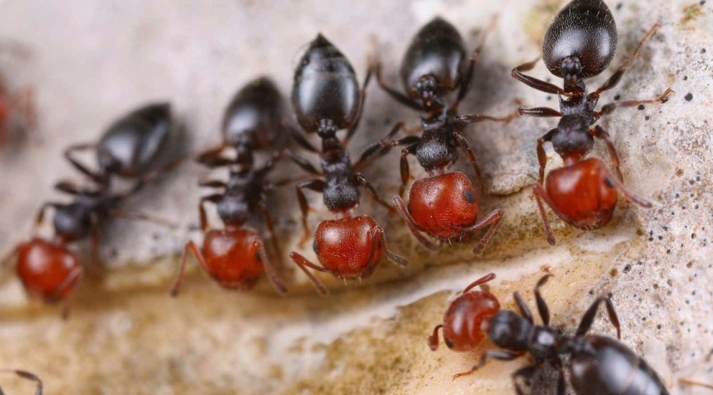 宠蚁中国 第九章 蚂蚁的分类和命名
