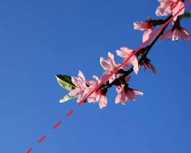 拍建筑,花卉,人像,试试对角线摄影构图