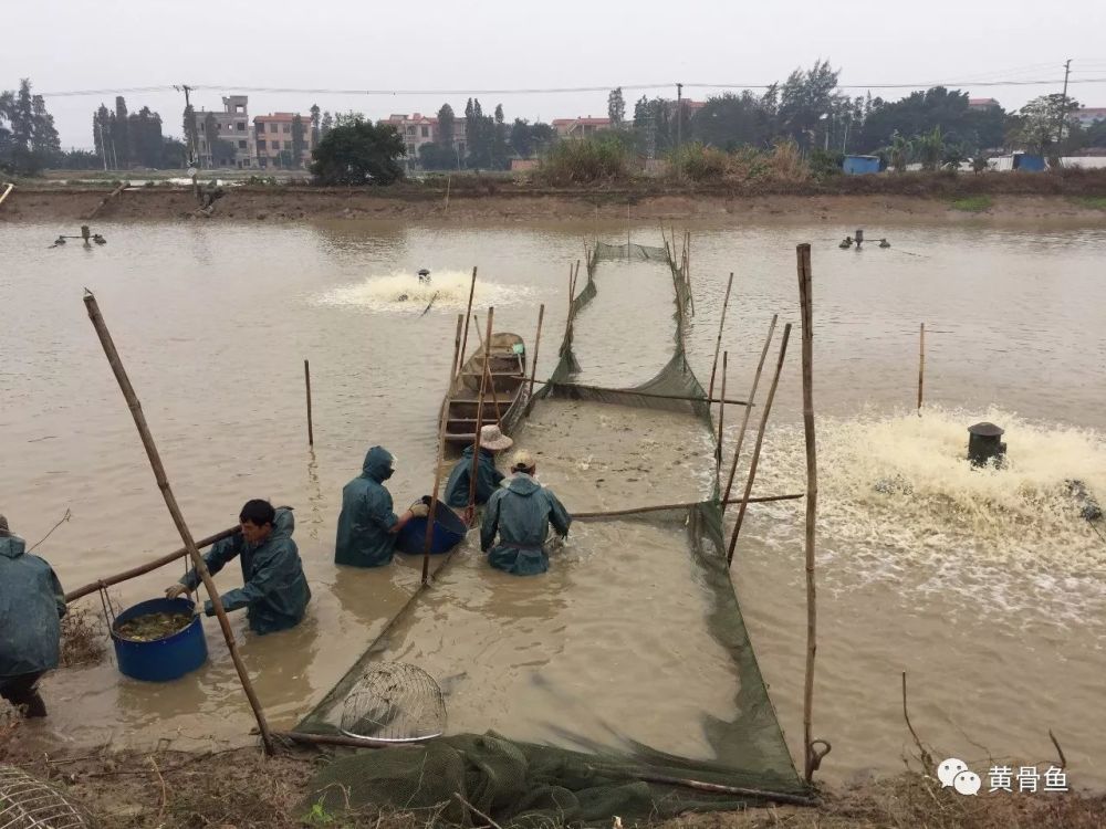 谁说黄颡鱼养殖不赚钱?三百亩鱼塘,全养黄颡鱼