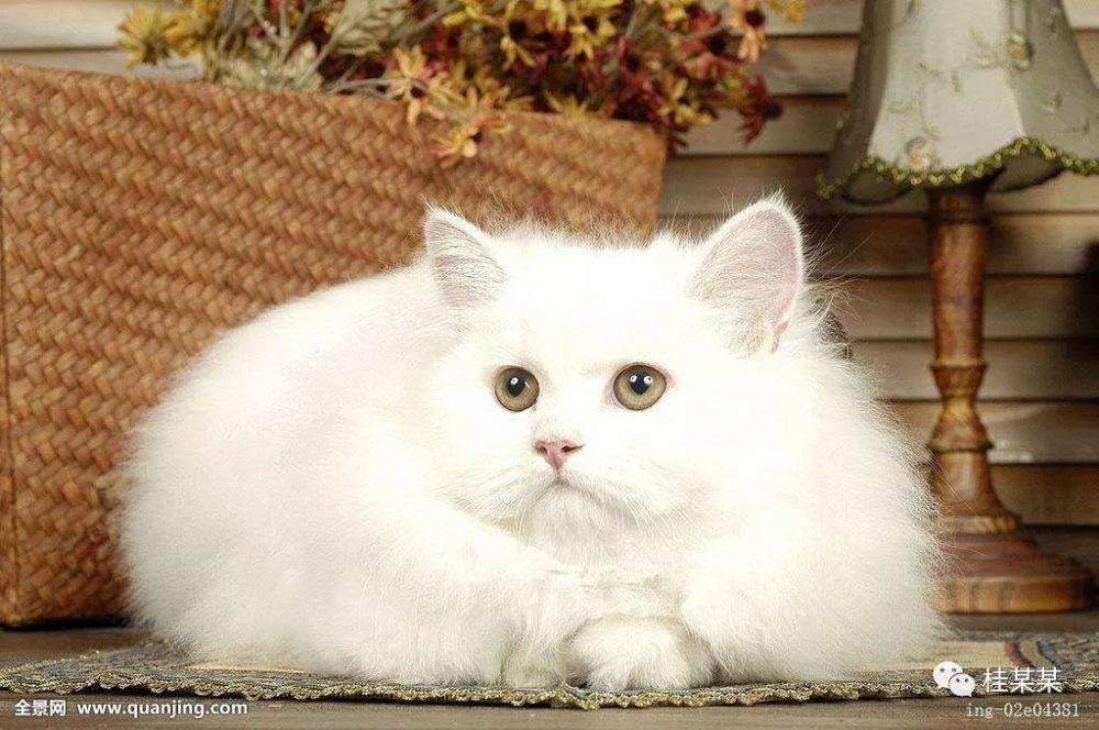 解读--郑振铎《猫》