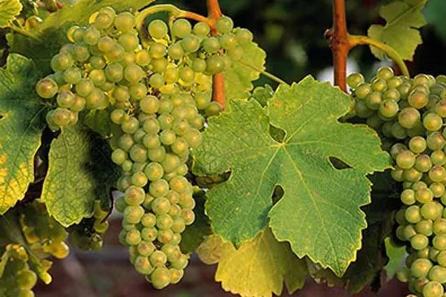 顶级白葡萄酒源自这十二个葡萄品种!一步学会