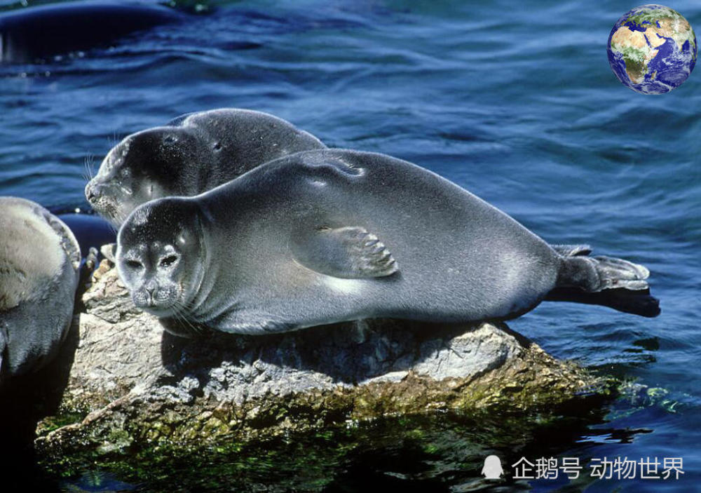 海豹不一定都生活在海里,有一种小型海豹还生活在湖泊