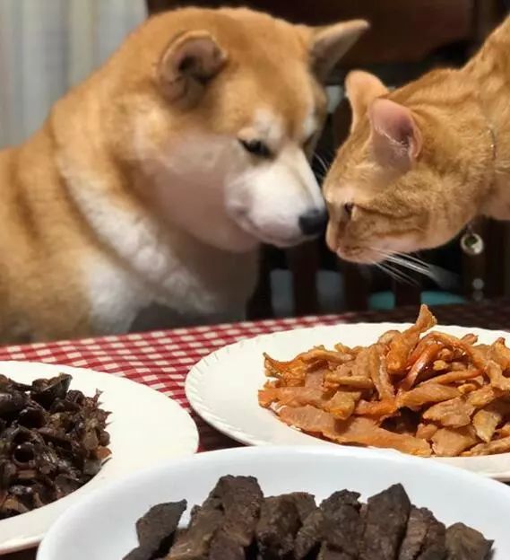天天吃狗粮是一种怎样的体验?主人说连饭钱都省了