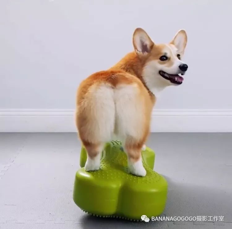 论一个臀模的成功,你可能还不如这只柯基犬