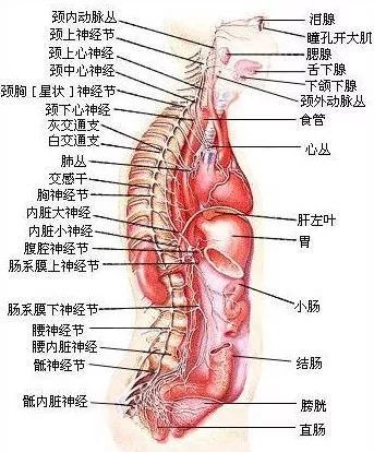 交感神经型颈椎病引发的不适