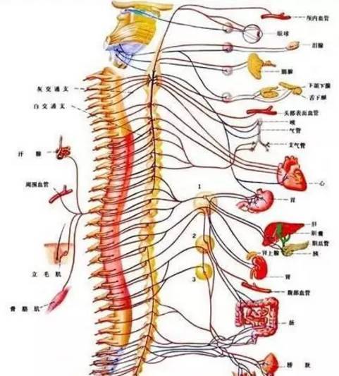 交感神经型颈椎病引发的不适