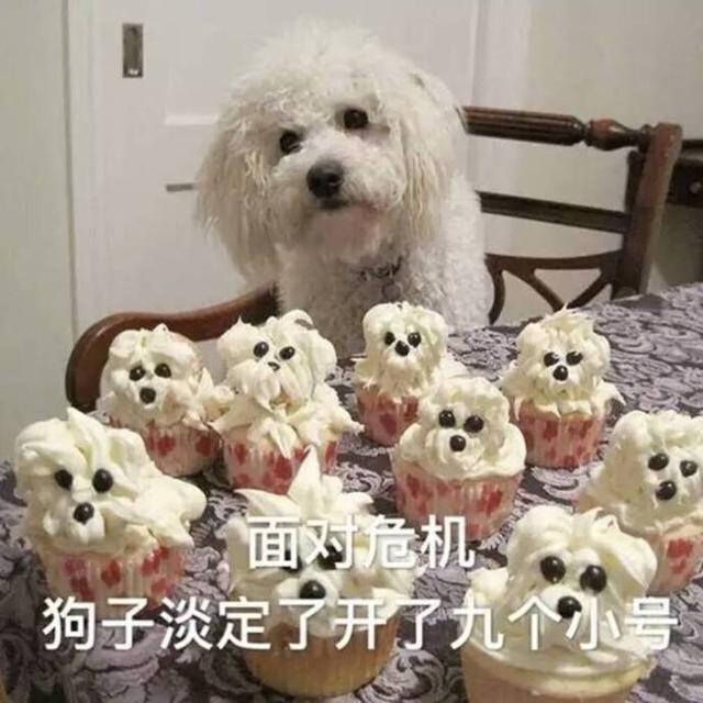 汪星人搞笑表情包系列,哈哈笑蒙了!