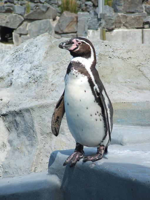洪堡企鹅体型不大,可是游起泳来时速达到60公里.