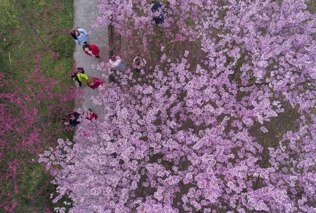 2017年4月29日,綦江区打通镇天星村,两只白鹭正在树林里嬉戏.