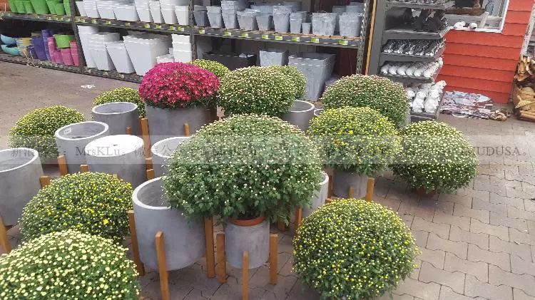 花鸟鱼虫-去荷兰带什么回国送人?