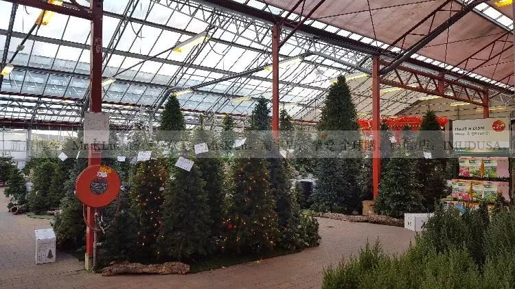 花鸟鱼虫-去荷兰带什么回国送人?