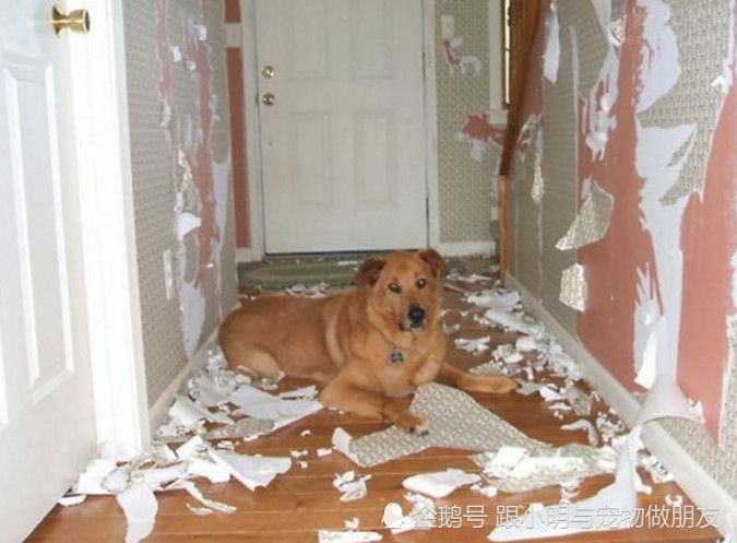 狗狗乱咬东西怎么办?这里有阻止狗狗乱咬东西的妙招!
