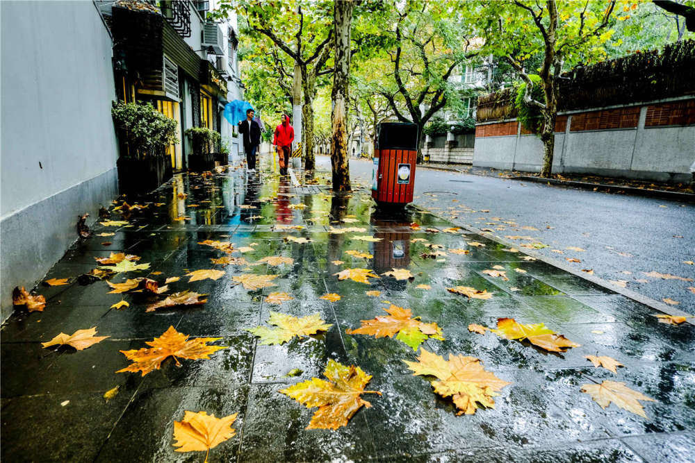 醉美魔都之雨中梧桐 世界上有两种城市,有法国梧桐,以及没有的