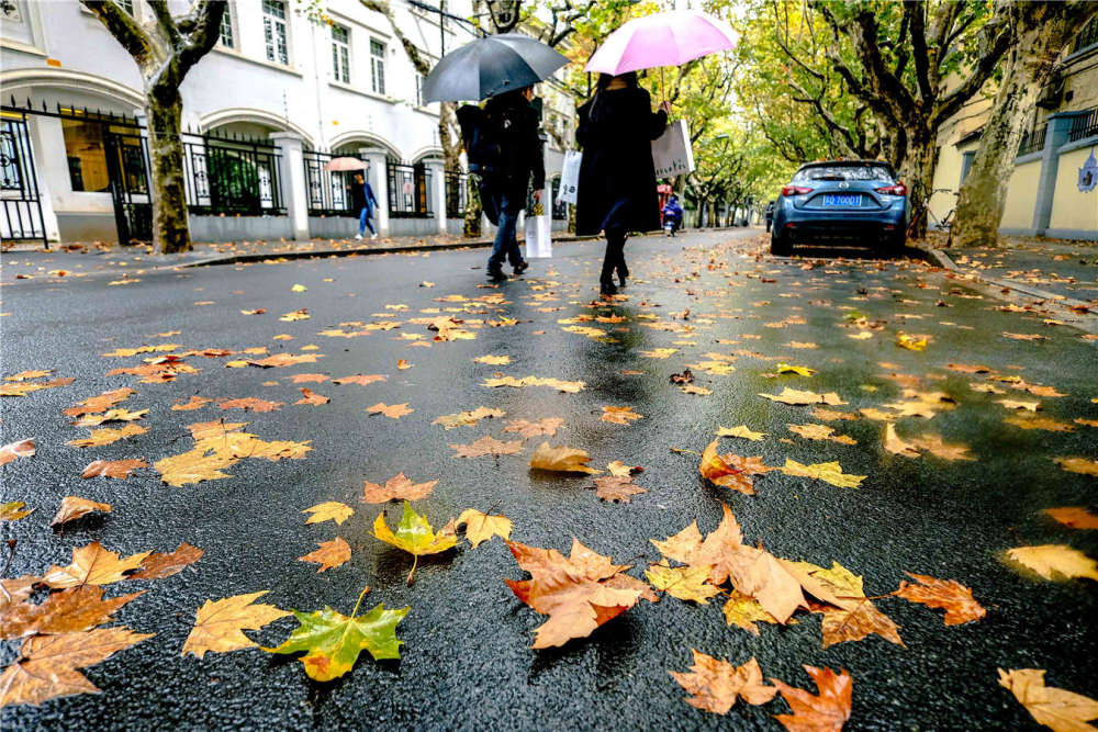 醉美魔都之雨中梧桐 世界上有两种城市,有法国梧桐,以及没有的