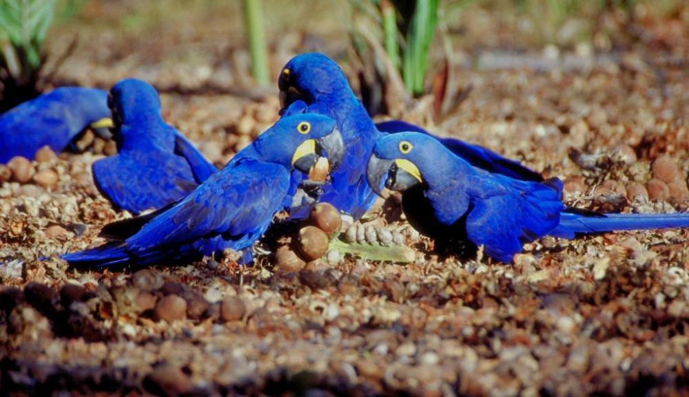 蓝紫金刚鹦鹉是鹦鹉界中奇葩的存在,它长着一身蓝色羽毛,只有黑溜溜
