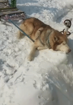 主人让狗狗拉雪橇干活 狗狗累趴在雪地上