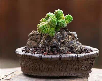 pelargonium rapaceum:香叶天竺葵,天竺葵属的块根多肉植物.