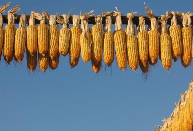 东北玉米价格继续上涨,山东局地开始回调!未来