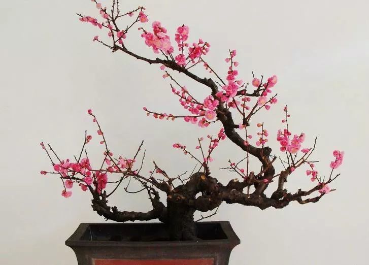 汪士慎《墨梅》 精画兰竹,尤擅长画梅, 笔致疏落,超然出尘, 笔意幽秀