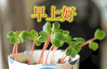 早上好问候祝福语,早安图片表情包