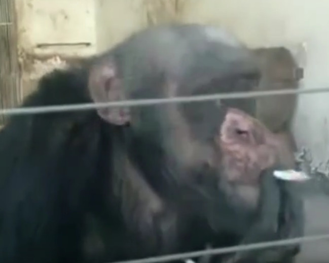 男子拍到大猩猩手夹香烟,宛如老烟枪,细看后