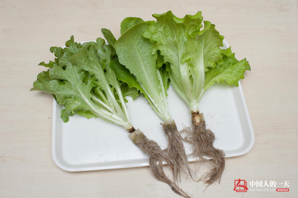 弃百万年薪 台湾IT高管北京种菜