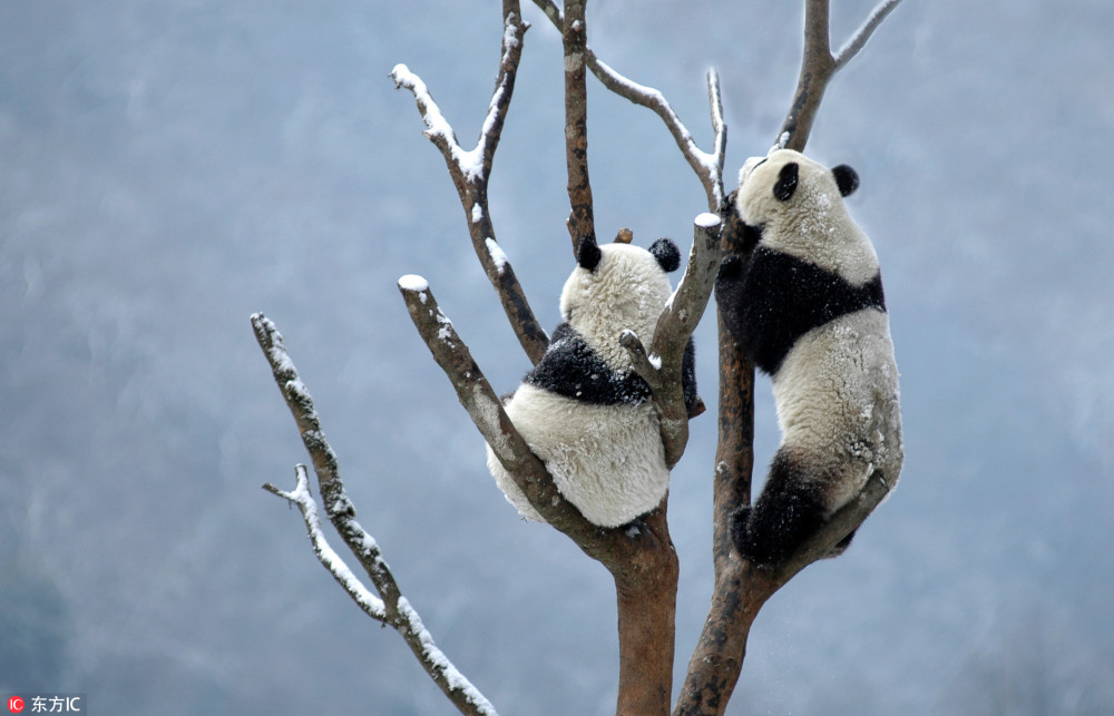 芝麻团子蘸糖!大熊猫雪地热舞抱团打滚 见到雪