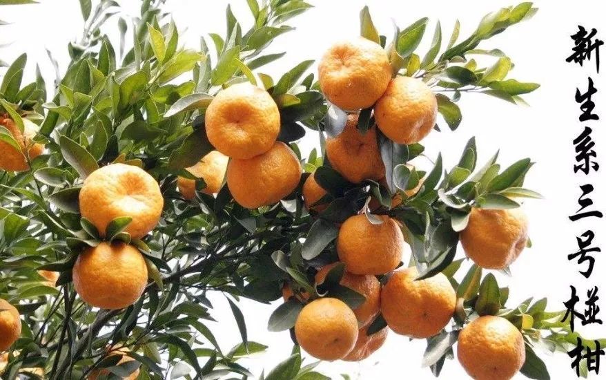 青神种植椪柑种类竟有这么多种?谁敢说全认识