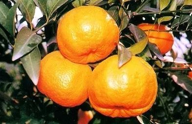 青神种植椪柑种类竟有这么多种?谁敢说全认识