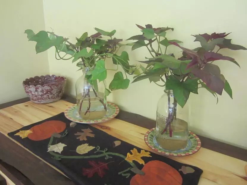 在一个玻璃罐里种出红薯盆栽,叶子多到整个冬