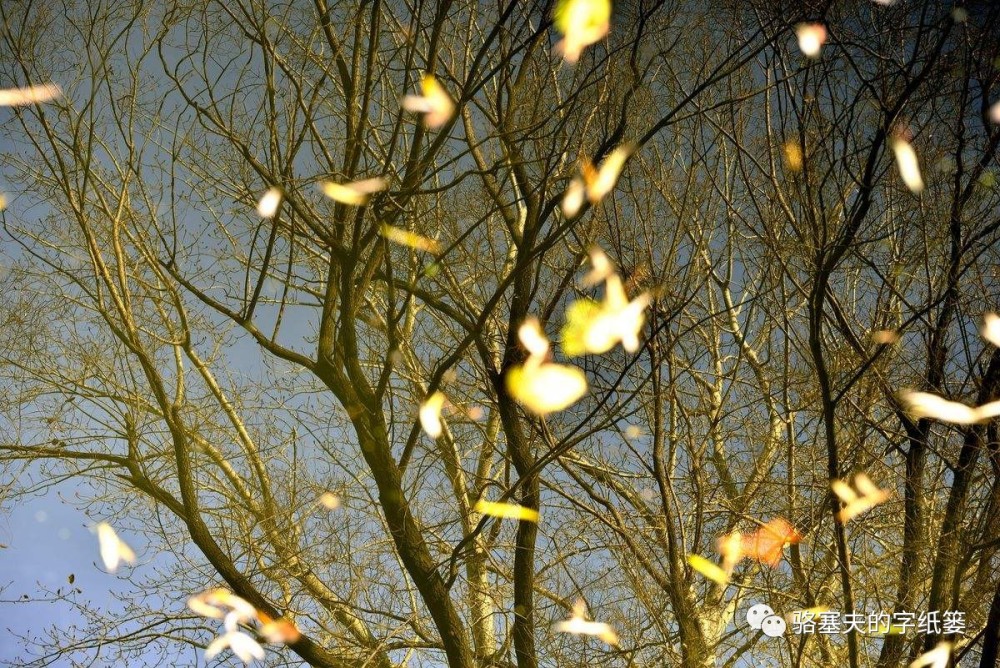 走在西风落叶间