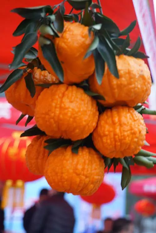 青神种植椪柑种类竟有这么多种?谁敢说全认识