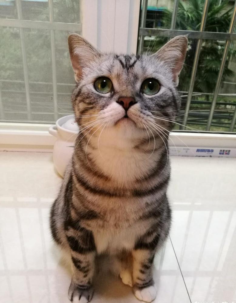 我最听话的猫,走了