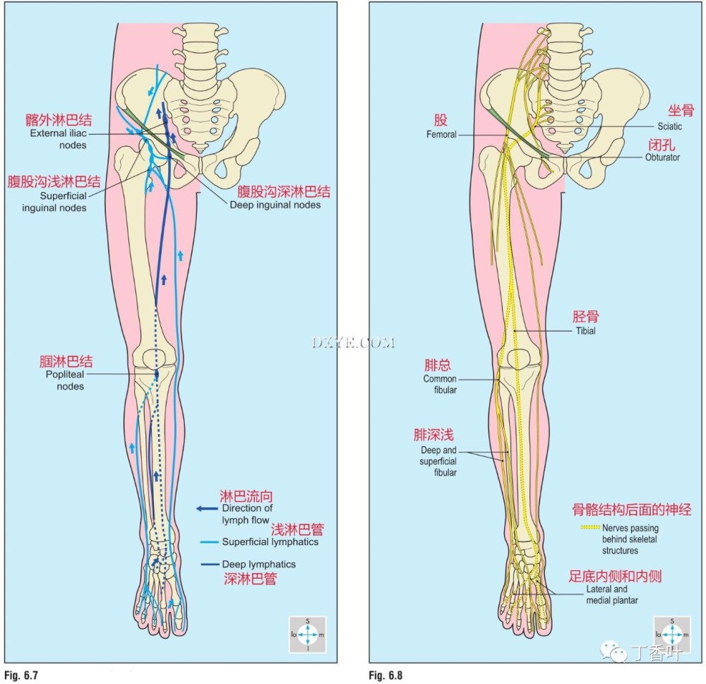7 下肢淋巴管和淋巴结. 图. 6.8 下肢主要神经.