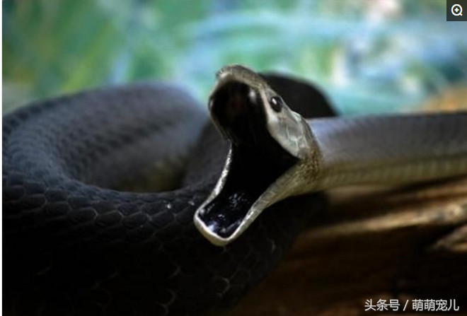 非洲死神——黑曼巴蛇,令众多蛇类闻风丧胆,攻击性极高,人类被它咬中
