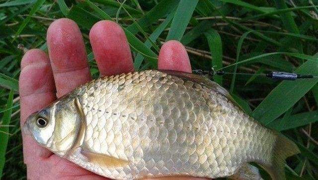 小钓场也能上鱼获,野钓5斤野生鲫鱼,没辜负我