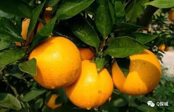 橘子红了 边摘边吃 重庆周边车程较短的摘橘地