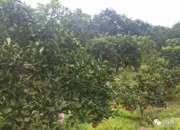 橘子红了 边摘边吃 重庆周边车程较短的摘橘地