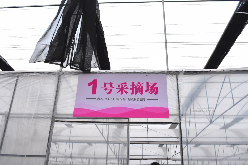 清远市区最新草莓采摘地图出炉!趁元旦,来一场