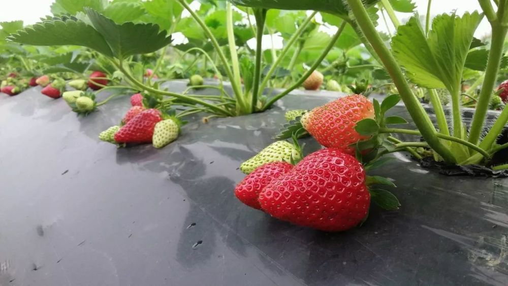 清远市区最新草莓采摘地图出炉!趁元旦,来一场