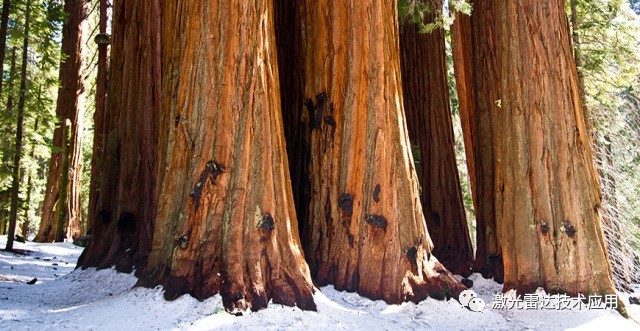 研究组在北美巨杉受气候变化与干旱胁迫的研究