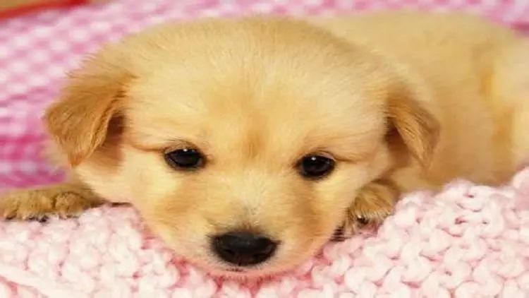 狗狗会说话,还我好吃的