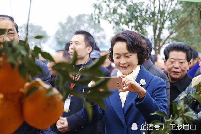 当椪柑遇上京东 青神椪柑等你来摘抢